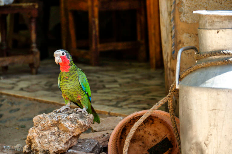 Cuban Bird