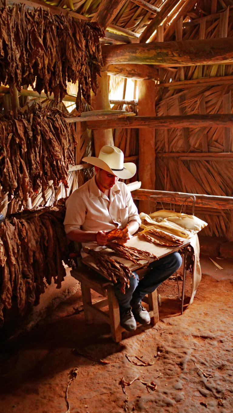 Tobacco farmer in Vinales, Cuba