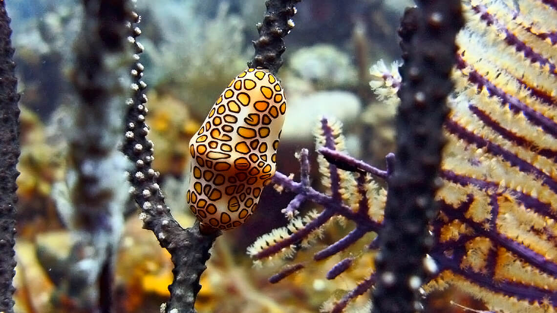 Accidental Eden: keeping Cuba green